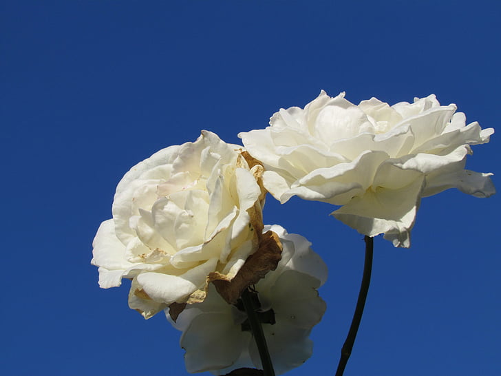 hvid, Rosa, steg, blå, natur, blomst