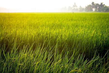 gospodarstwa, ryż, pole, azjatycki, Rolnictwo, roślina, zielony