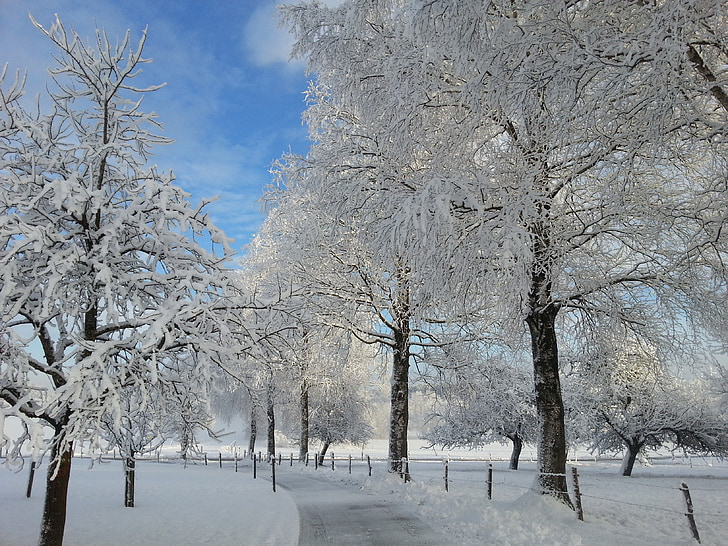 zimsko jutro, sneg, narave, hladno, zimskem času, dreves, zasneženih