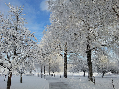 冬の朝, 雪, 自然, 冷, 冬時間, 木, 雪に覆われました。