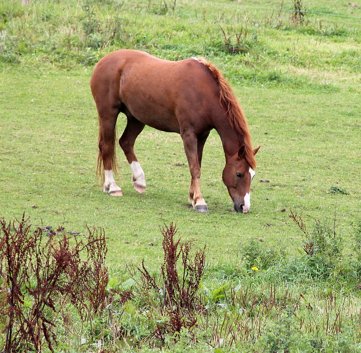 Koń, znak, drogich, ENG, naturalne, trawa, zwierząt