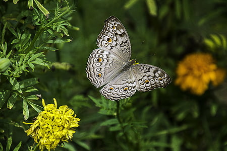 borboleta, Tailândia, o Parque Nacional, um animal, vida selvagem animal, natureza, animais na selva