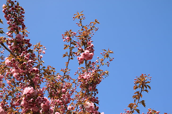 ramo, Blossom, Bloom, fiore di primavera, Ciliegio ornamentale