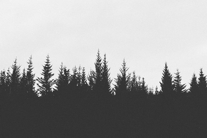 силует, снимка, дърво, пътуване, Черно и бяло, изображение, гора