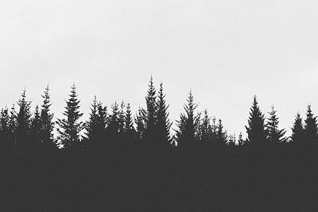 siluett, Foto, träd, resor, svart och vitt, bild, skogen