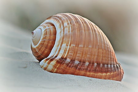 shell, strand, slak shell, maritieme, meeresbewohner, sluiten, decoratieve