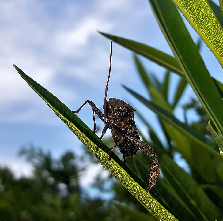 beetle, bug, leaf footed bug, insect, flying insect, winged insect, insectoid