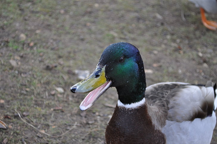 Duck, natur