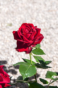 tekstur, blomst, kronblad, rød rose