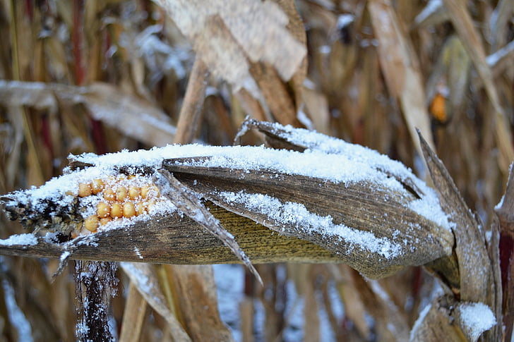 Corn par vālīšu, sniega, kukurūza, ziemas, saldēti, lauksaimniecība, aizveriet