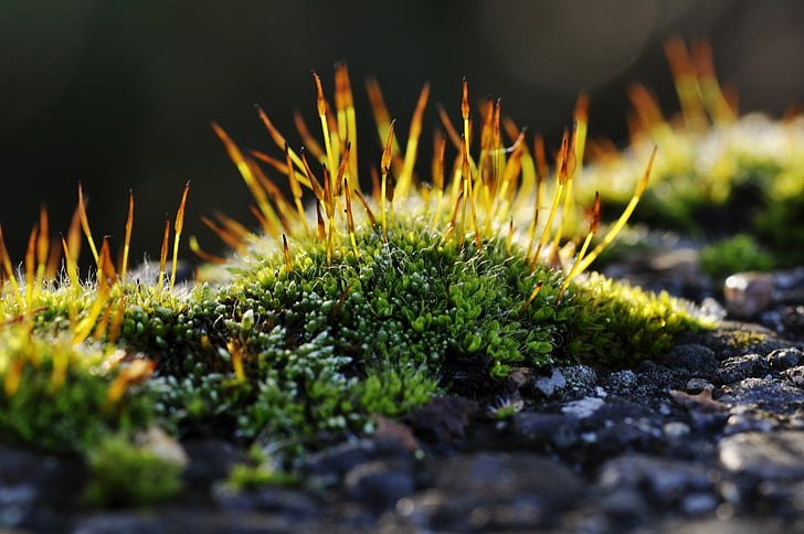 moss, macro, nature, green, wall stone, overgrown, wall