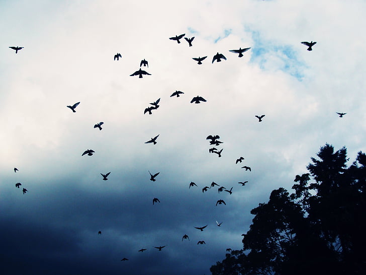 ptice, nebo, zvijer, letjeti, ljubimac, životinje