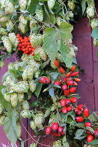 Осень, Октябрь, Хмель, плоды шиповника, красный, фиолетовый, листья