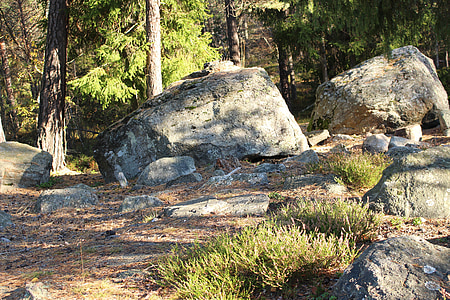 bosc, pedres, tardor, paisatge suec, natura