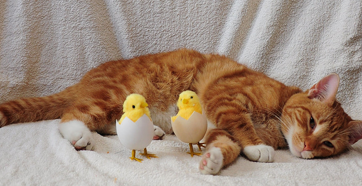 katt, ägg, kyckling, chick
