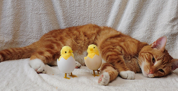 chat, oeuf, poulet, poussin