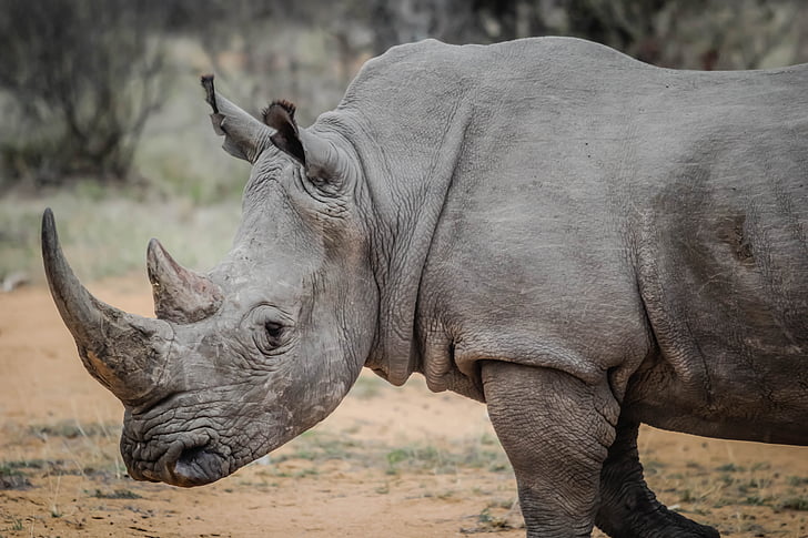 Tier, Afrika, Wildnis, Tierwelt, Rhino, Nashorn, gehörnten