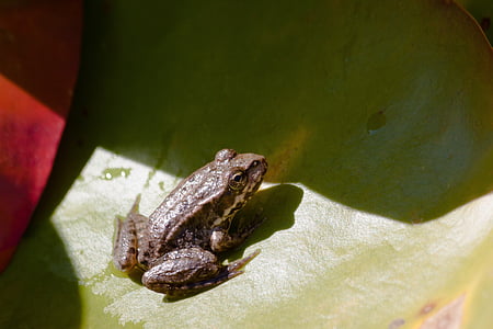 frog, lily pad, green, water, close, amphibians, nature