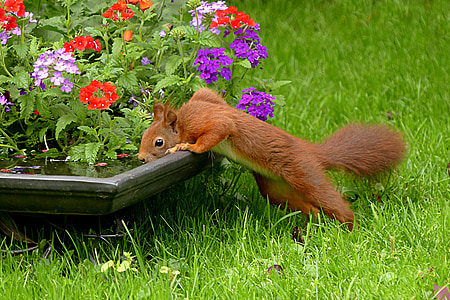 squirrel, sciurus vulgaris major, mammal, drink, garden, food, animal