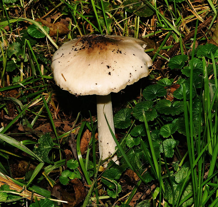 mushroom, ground, meadow, nature, autumn, lonely, smell