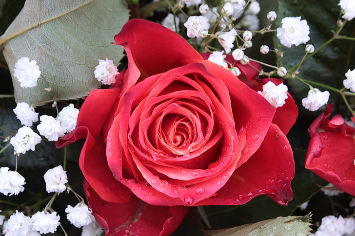 rosa, fiori di rosa, Gypsophila, rosso, fragranza, fiore, storia d'amore