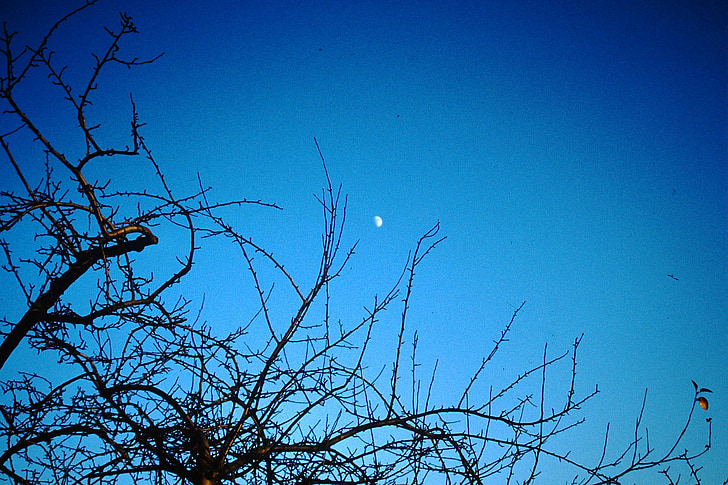 debesis, mēness, nakts debesis, mēness gaisma, koks, noskaņojums, zila