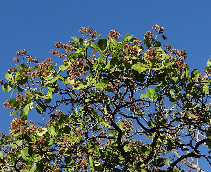 cashew treet, sadhankeri, India, treet, organisk, landbruk, utendørs