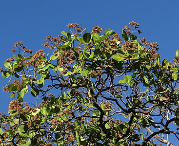 cashew tree, sadhankeri, india, tree, organic, agriculture, outdoors