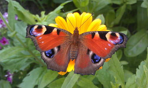 Merak, inachis io, kupu-kupu, Lepidoptera, serangga, hijau, alam