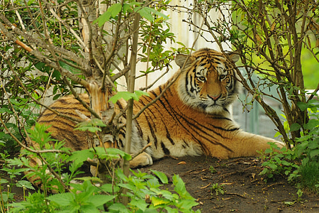 tiger, zoo, predator, animal, carnivore, wildlife, undomesticated Cat