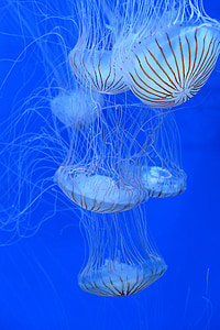 meduzy, wody, niebieski