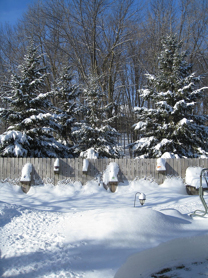 bor, dreves, in sneg, sezona, bela, hladno, LED