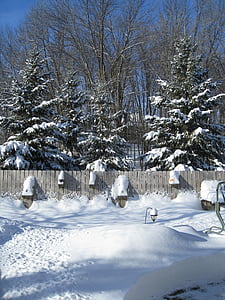 borovica, stromy, a sneh, Sezóna, biela, za studena, ľad
