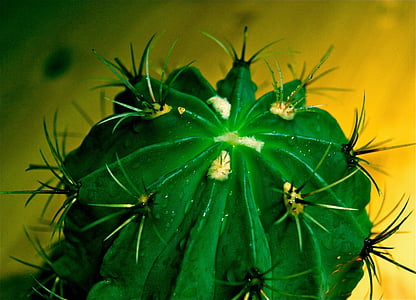 Cactus, sporre, exotiska, grön, Anläggningen, AuA, naturen