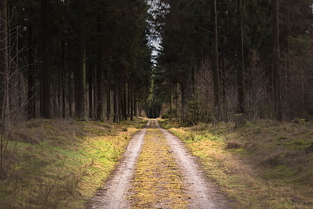 dirt road, forest, tree, landscape, nature, country, path