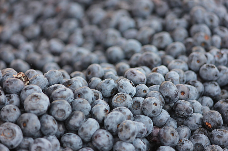 Blueberry, wilde bessen
