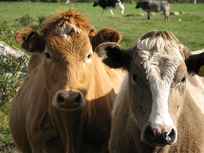 krave, zelenilo, goveda, Poljoprivredno zemljište, domaće životinje