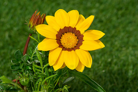 flower, gazania, petals, yellow flower