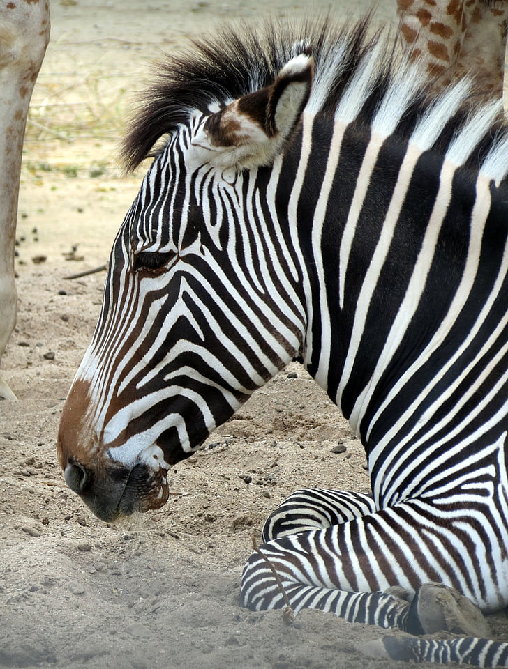 zebra, mammal, zoo, striped, animal, wildlife, africa