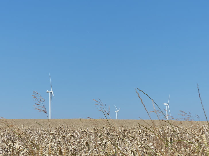 windräder, Parque eólico, energia eólica, energia eólica, Verão, campo, cereais