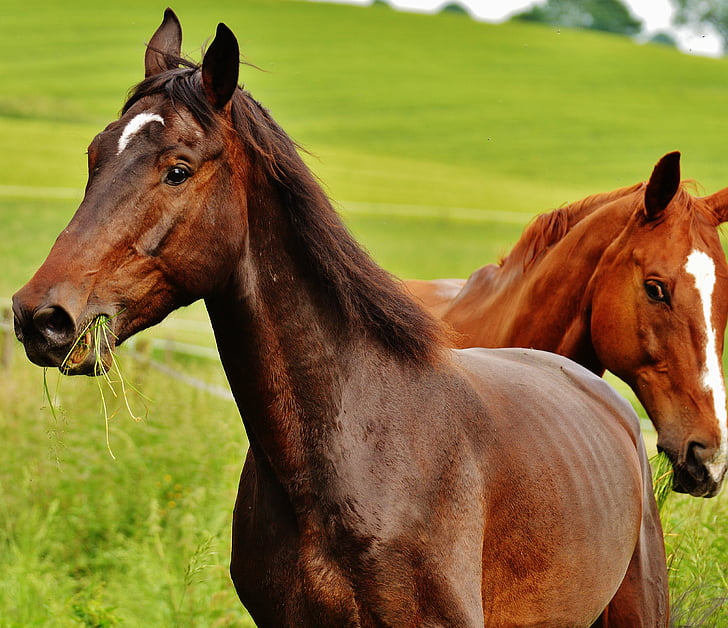 heste, for to, kobling, hingst, spise, Paddock, brun