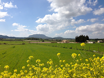 mallorca, spring, bloom, meadow, randa, mountain, landscape