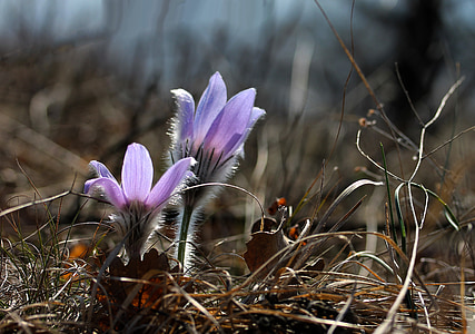 Pulsatilla grandis, Anemone, cvijet, proljeće cvijet, priroda, biljka, proljeće
