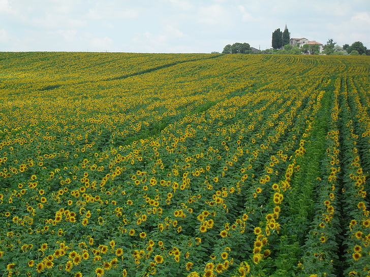 слънчогледи, Франция, слънчоглед, природата, лято, Селско стопанство, жълто