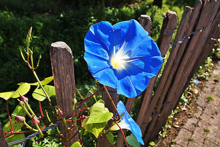 синя квітка, цвітіння, фехтування, Природа, сад, завод