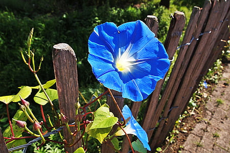flor azul, floración, Esgrima, naturaleza, jardín, planta
