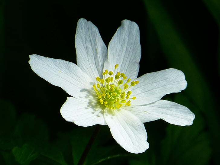 дърво anemone, Пролет, цвете, Блосъм, Блум, бяло, Anemone