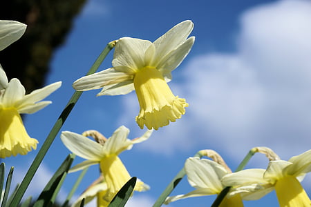 Narcisse, fleurs, pseudonarcissus Narcisse, fleur jaune, fermer, nature, jaune