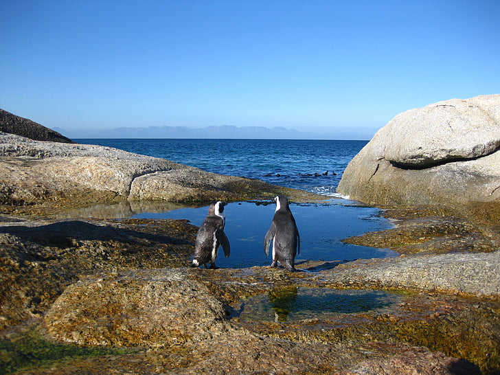 Kapp det gode håp, Sør-Afrika, pingviner, Cape point, Cape toppen, sjøen, dyr