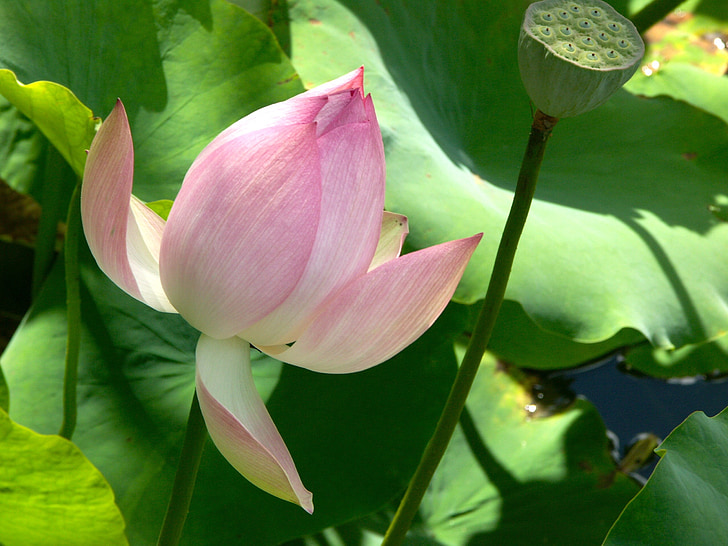 lotusbloem, Blossom, aquatische, vijver, zomer, Tuin, Zen